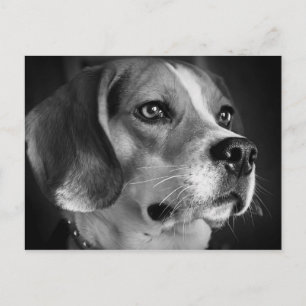 Beagle Briefkaart