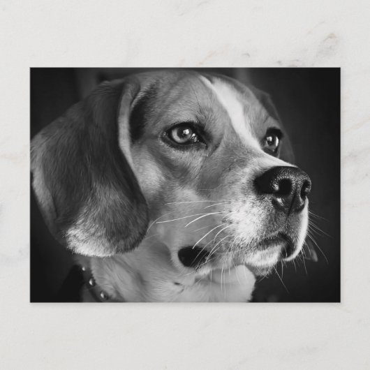 Beagle Briefkaart (Voorkant)