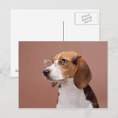 Beagle Briefkaart (Voorkant / Achterkant)