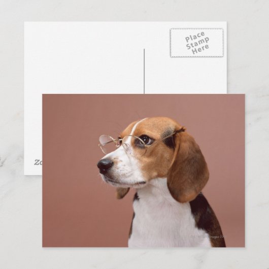 Beagle Briefkaart (Voorkant / Achterkant)