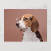 Beagle Briefkaart (Voorkant)