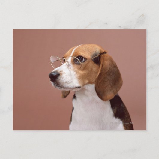 Beagle Briefkaart (Voorkant)