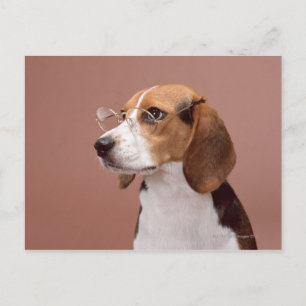 Beagle Briefkaart