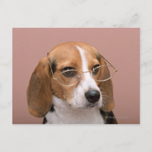 Beagle Briefkaart