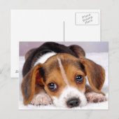 beagle briefkaart (Voorkant / Achterkant)