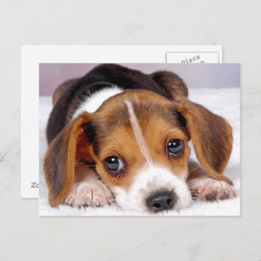 beagle briefkaart (Voorkant / Achterkant)