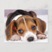 beagle briefkaart (Voorkant)