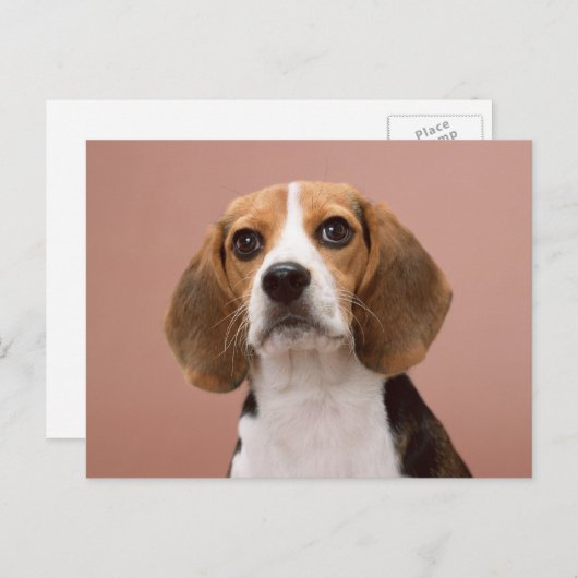 Beagle Briefkaart (Voorkant / Achterkant)