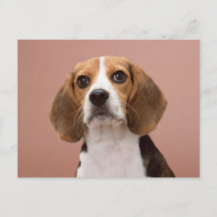 Beagle Briefkaart