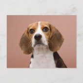 Beagle Briefkaart (Voorkant)