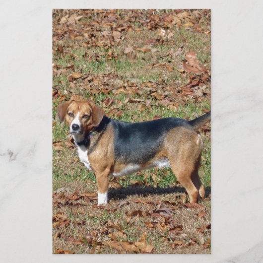 Beagle Briefpapier (Voorkant)