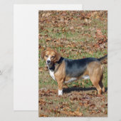 Beagle Briefpapier (Voorkant / Achterkant)