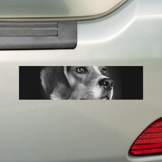 Beagle Bumpersticker (Op auto)