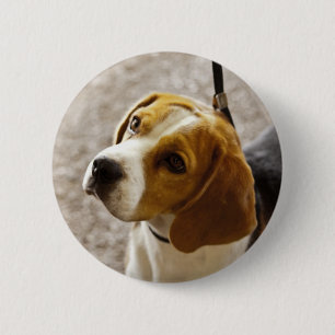 Beagle Button