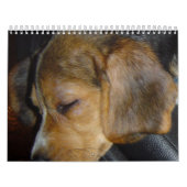 Beagle Calander Kalender (Hoes)