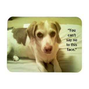 Beagle "Can not say No to This Face" 3x4 Magnet Magneet