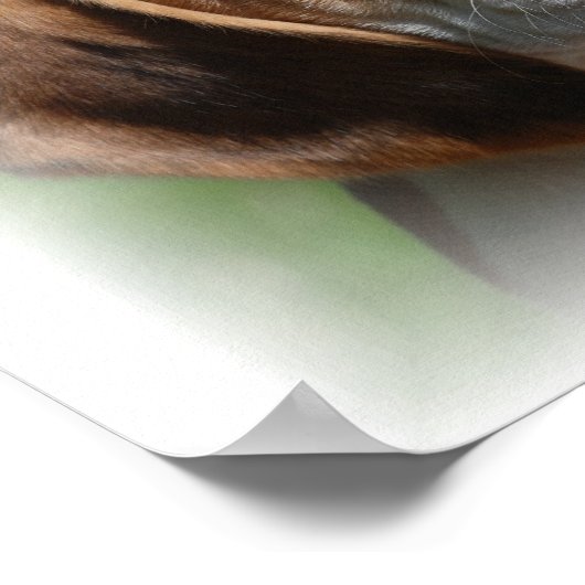 Beagle Canvas afdrukken Poster (Hoek)