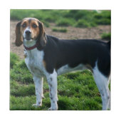 Beagle Ceramic Tile Tegeltje (Voorkant)