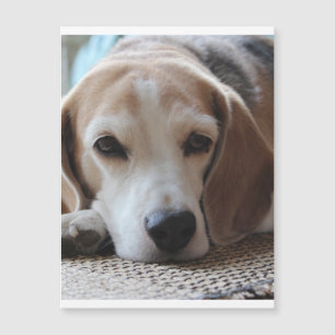 Beagle Chilling 2.png