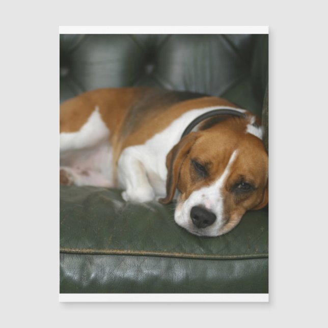 Beagle Chilling.png (Voorkant)