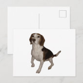 beagle derde briefkaart (Voorkant / Achterkant)