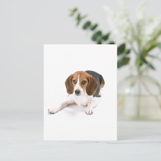 Beagle Dog Briefkaart (Staand voorkant)