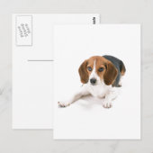 Beagle Dog Briefkaart (Voorkant / Achterkant)