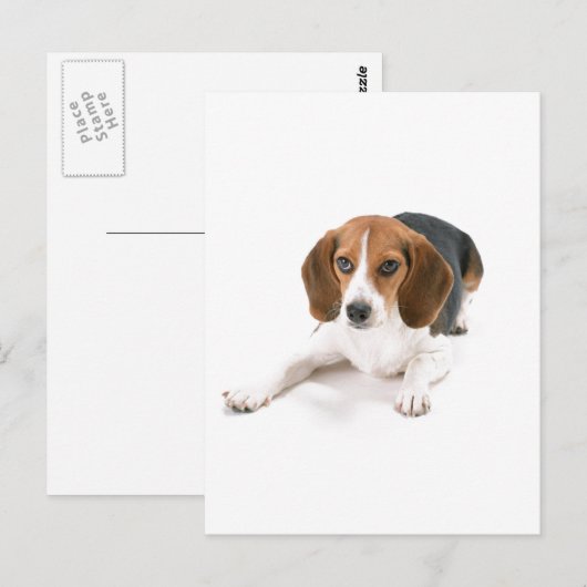 Beagle Dog Briefkaart (Voorkant / Achterkant)