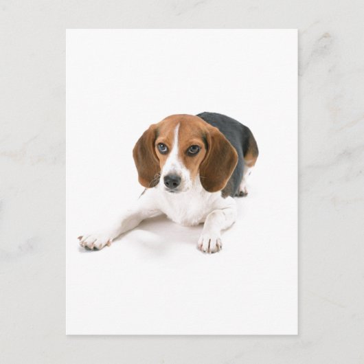 Beagle Dog Briefkaart (Voorkant)