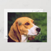 Beagle Dog Briefkaart (Voorkant / Achterkant)