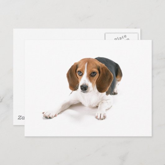 Beagle Dog Briefkaart (Voorkant / Achterkant)