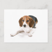 Beagle Dog Briefkaart (Voorkant)