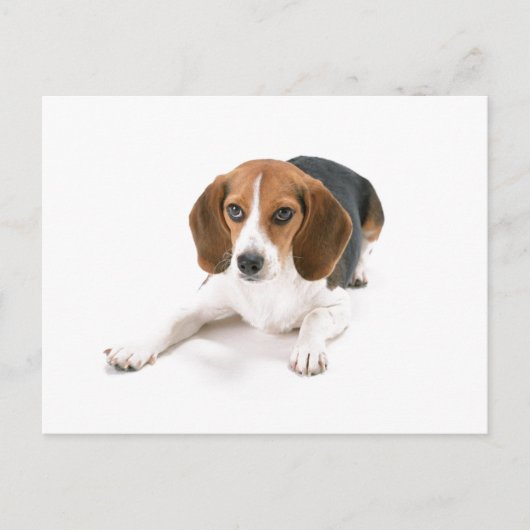 Beagle Dog Briefkaart (Voorkant)