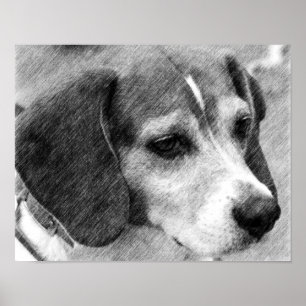 Beagle Dog Face Pencil Art #2 Poster