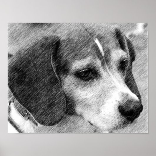 Beagle Dog Face Pencil Art #2 Poster (Voorkant)