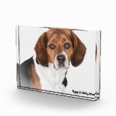 Beagle Dog. Fotoblokken (Rechts)