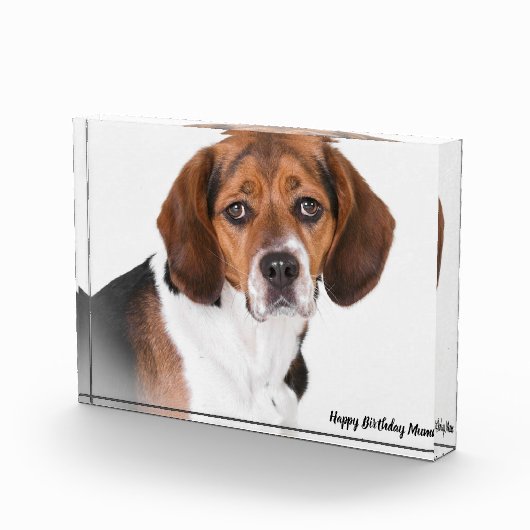 Beagle Dog. Fotoblokken (Rechts)