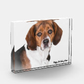 Beagle Dog. Fotoblokken (Links)