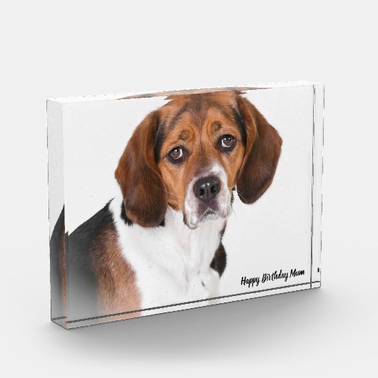 Beagle Dog. Fotoblokken (Links)