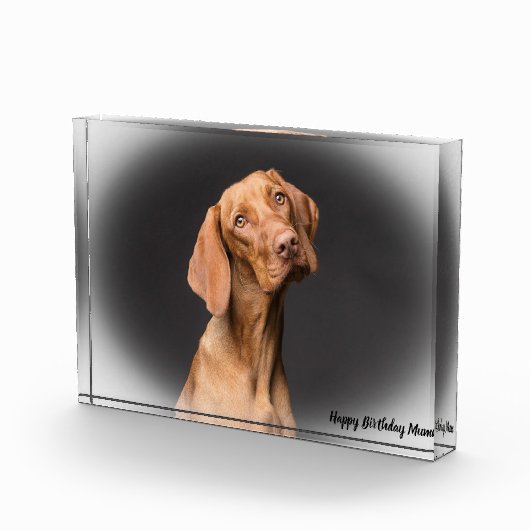 Beagle Dog. Fotoblokken (Rechts)