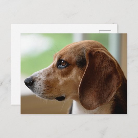 Beagle Dog Portrait Briefkaart (Voorkant / Achterkant)