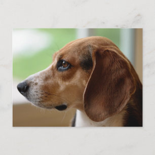 Beagle Dog Portrait Briefkaart