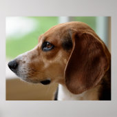 Beagle Dog Portrait Poster (Voorkant)