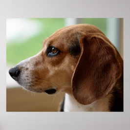 Beagle Dog Portrait Poster