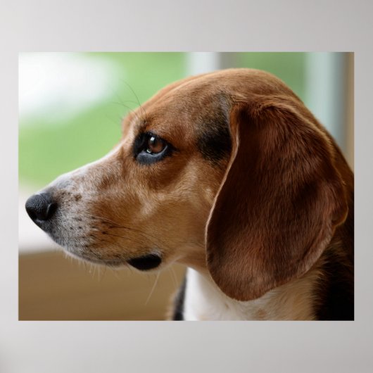 Beagle Dog Portrait Poster (Voorkant)