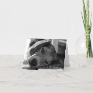 Beagle Dog Snoopy close-up foto Kaart