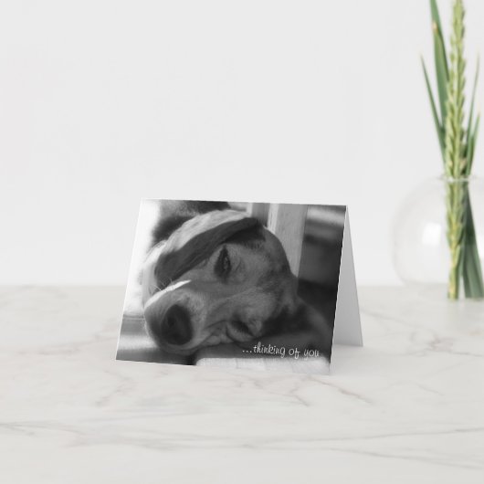 Beagle Dog Snoopy close-up foto Kaart (Voorkant)