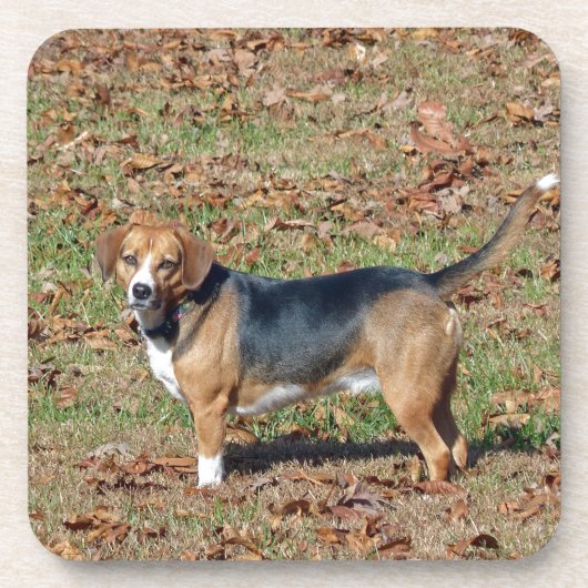 Beagle Drankjes Onderzetter (Voorkant)