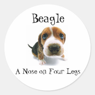 Beagle - Een neus op vier poten Ronde Sticker