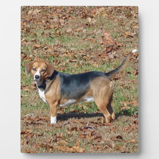 Beagle Fotoplaat (Voorkant)